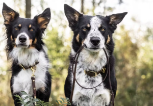 Birger & Company Classic Leash  Stilrent enfärgat koppel som är gjort av Biothane Beta med mässingdetaljer.