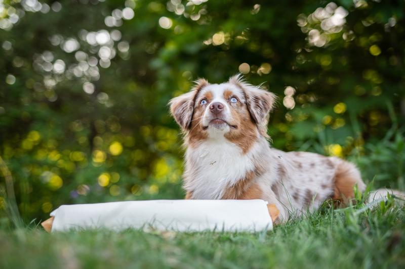 RAUH! tuggbenen tillverkas som hantverk i Finland och bara av råvaror som håller prima kvalitet. Våra tillverkningsmetoder har alldeles från början planerats enbart för tillverkning av tuggben och annat hundgodis, för ditt husdjurs bästa