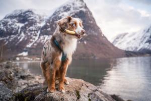 RAUH! tuggbenen tillverkas som hantverk i Finland och bara av råvaror som håller prima kvalitet. Våra tillverkningsmetoder har alldeles från början planerats enbart för tillverkning av tuggben och annat hundgodis,