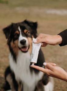 En universalsalva för regelbunden behandling av känslig och skadad hud hos din hund. WAP: 5 Zinksalva innehåller nanopartikelfri zink, lugnande kamomill och gurkörtsolja, vilket gör den speciellt anpassad för problemhud.