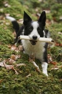 RAUH! tuggbenen tillverkas som hantverk i Finland och bara av råvaror som håller prima kvalitet. Våra tillverkningsmetoder har alldeles från början planerats enbart för tillverkning av tuggben och annat hundgodis, för ditt husdjurs bästa