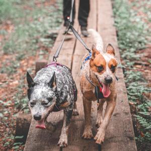 Non-stop Dogwear Touring Double