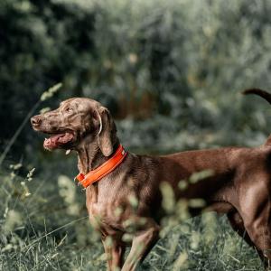 Non-stop Dogwear Safe Collar