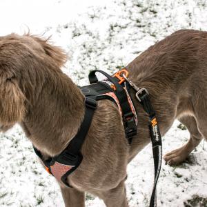 Non-stop Dogwear Strong Leash