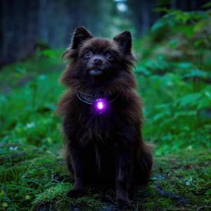 Orbiloc Dog Dual Lila