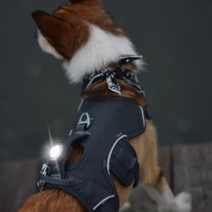 Orbiloc Dog Dual Vit