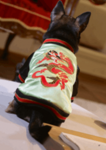 Croci vadderat hundtäcke Street Dragon