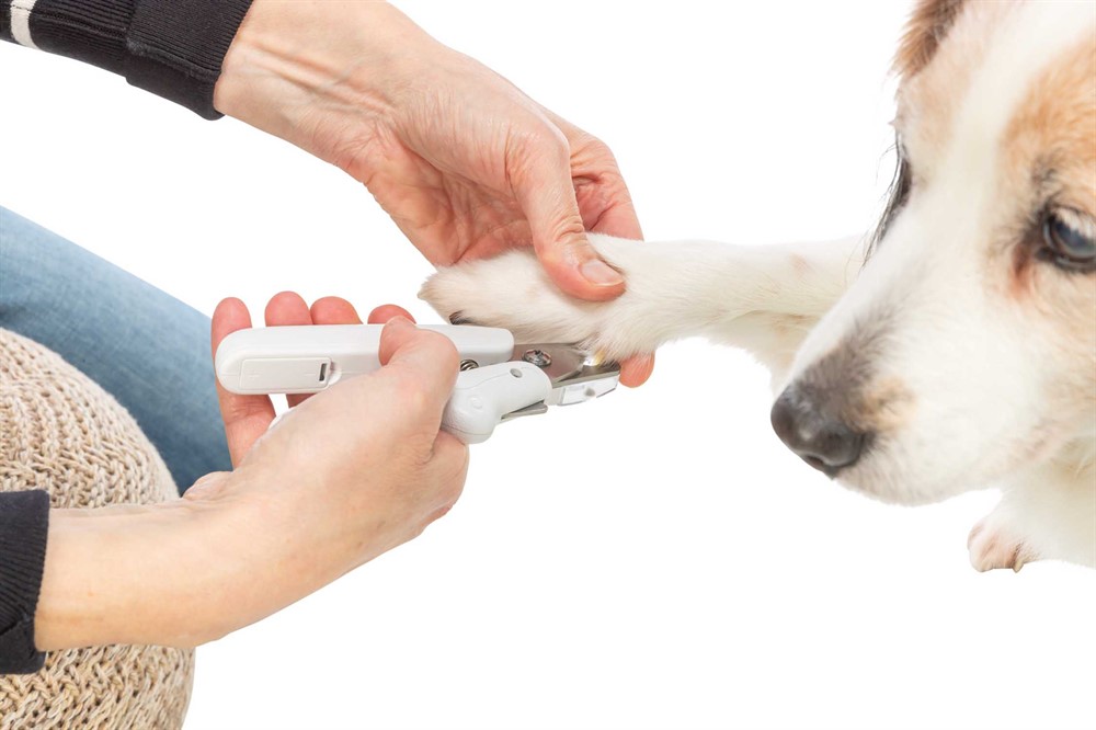 Trixie Klotång har ett inbyggt LED-ljus vilket gör det lättare att se klon och pulpan. Klotången har även ett säkerhetslås vilket förhindrar oavsiktliga klipp. Den interagerade filen är perfekt för den sista finishen efter klippningen