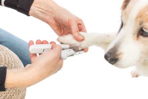 Trixie Klotång har ett inbyggt LED-ljus vilket gör det lättare att se klon och pulpan. Klotången har även ett säkerhetslås vilket förhindrar oavsiktliga klipp. Den interagerade filen är perfekt för den sista finishen efter klippningen