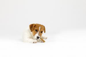 Whimzees Puppy XS/S Påse 28p