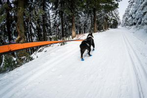 Non-stop Dogwear Bungee Leash