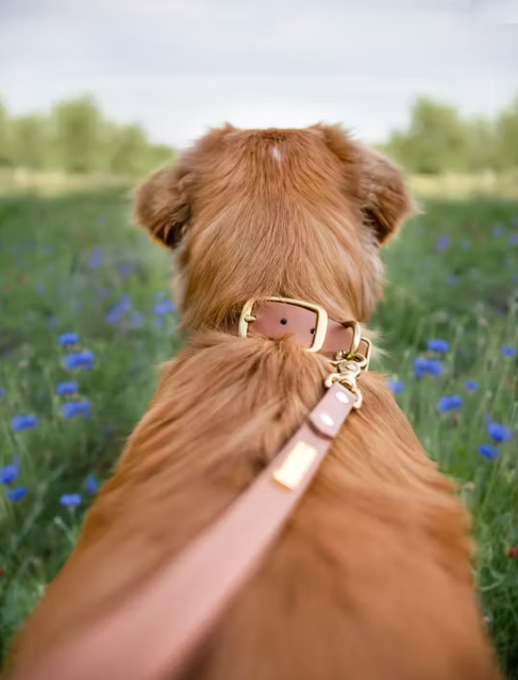 Birger & Company Classic Leash  Stilrent enfärgat koppel som är gjort av Biothane Beta med mässingdetaljer.