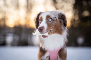 RAUH! tuggbenen tillverkas som hantverk i Finland och bara av råvaror som håller prima kvalitet. Våra tillverkningsmetoder har alldeles från början planerats enbart för tillverkning av tuggben och annat hundgodis,