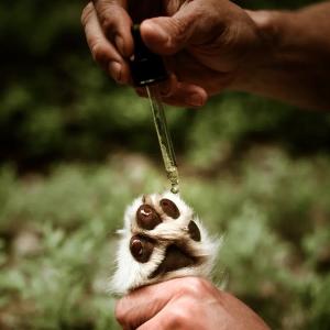 Tassolja verkar både förebyggande och behandlande mot torra och spruckna trampdynor.