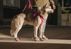 Hurtta Weekend warrior hundsele passar perfekt för den aktiva hunden
