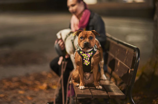 Hurtta weekend sele färgen neon