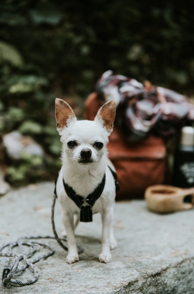 Hurtta y-sele i svart färg