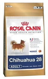 Chihuahua 28 Adult