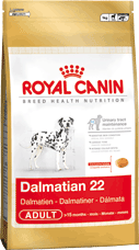 Dalmatian 22 Adult