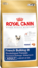French Bulldog 26 Adult