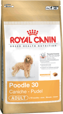Poodle 30