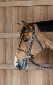 Dyon Träns Braided noseband Bridle with removable flash DY