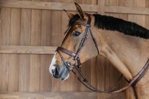Dyon Träns Plaited Flash Noseband Bridle with Pull back NE