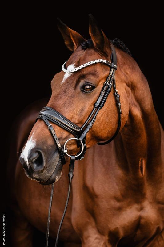 Schockemöhle Dressyrträns/Bridle SP Isabell Werth Johnny Svart