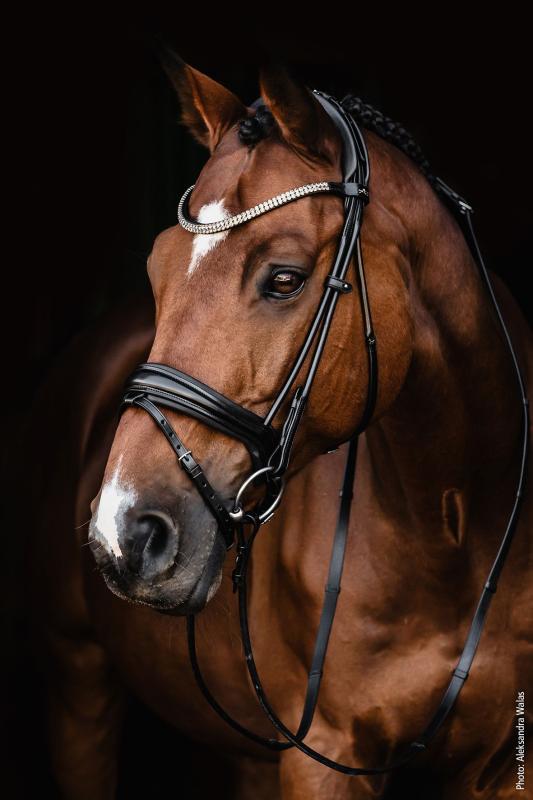 Schockemöhle Dressyrträns/Bridle SP Isabell Werth Satchmo