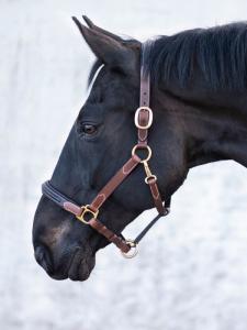 Jacson Heritage London Lädergrimma Brun