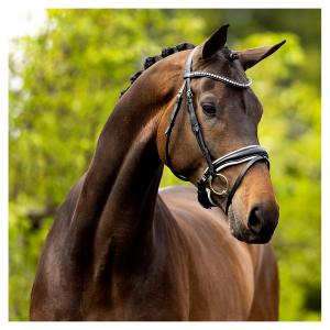 BR Dressyrträns Southam rundsytt