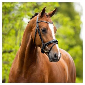 BR Dressyrträns Bristol