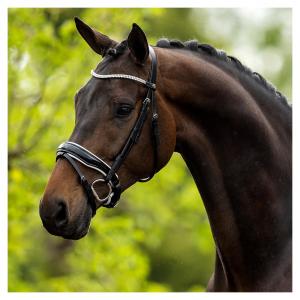 BR Dressyrträns rundsytt Plymouth II