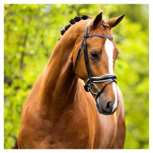 BR Dressyrträns Newcastle