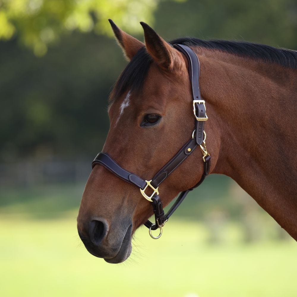 Velociti LUSSO Lorca Lädergrimma