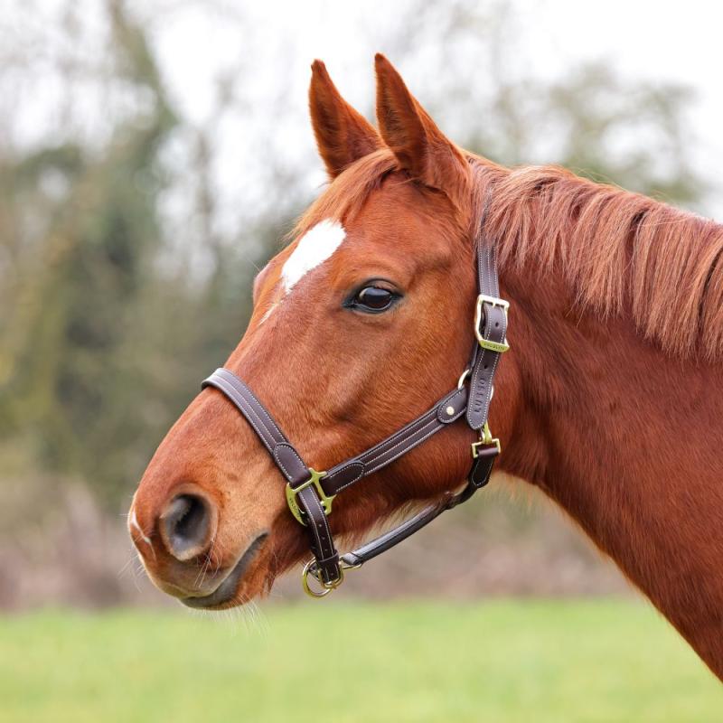 Velociti LUSSO Girona Lädergrimma
