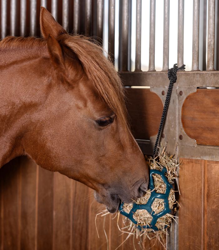 Waldhausen Höboll Petrol Blue