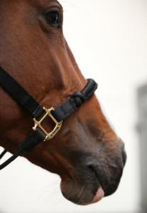 Kentucky Control Halter/Grimma Svart