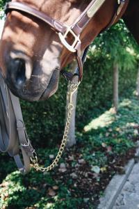 Kentucky Stallion Chain/Hingstkedja 60cm