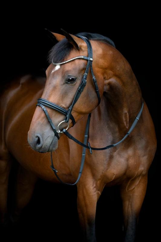 Horse Guard Emi 26.1 Träns med kombinerad nosgrimma Svart/Silver