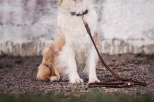 Jacson Alba Hundkoppel Brun