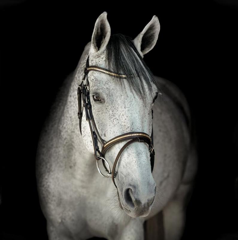 Hansbo Sport Träns med Klinker Mässing
