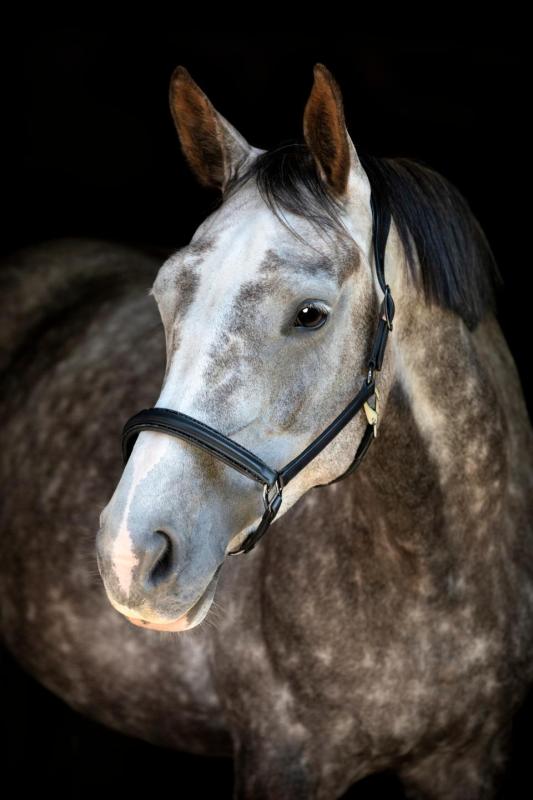 Catago Tori 26.1 Lädergrimma Glitterstenar Svart