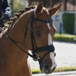 Antares Precision Dressyrträns - Svart