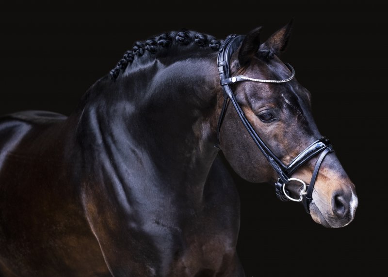 Finesse Himalaya Träns