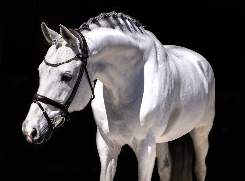 Finesse Himalaya Träns