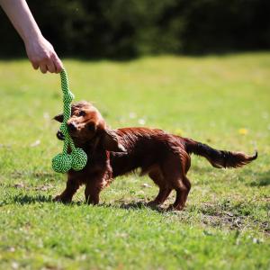 Hansbo Sport Hundleksak "Bollar" i rep