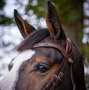 Antares Precision Crystal pannband Black Glitter