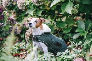 Kentucky Dog Coat Waterproof 300g Pine Green