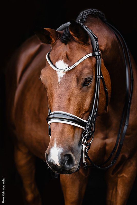 Schockemöhle Kandar/Double Bridle SP Isabell Werth Bella Rose